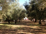 OLIVOS CENTENARIOS